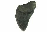 Partial, Fossil Megalodon Tooth #123959-1